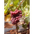 good farm fresh fruit grape on sale sweet red grape seeded grape